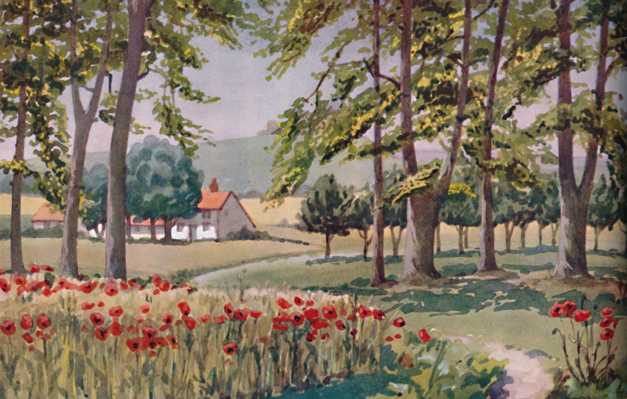 Summer - The Physical, Chemical and Biological Changes Wrought By The Sun During The Year by Unbekannt