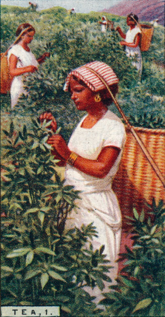 Tea, 1. - Plucking the Leaves, Ceylon by Unbekannt