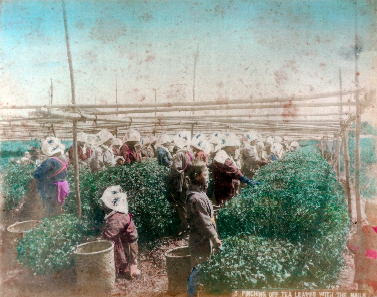 Tea Picking, Japan by Unbekannt