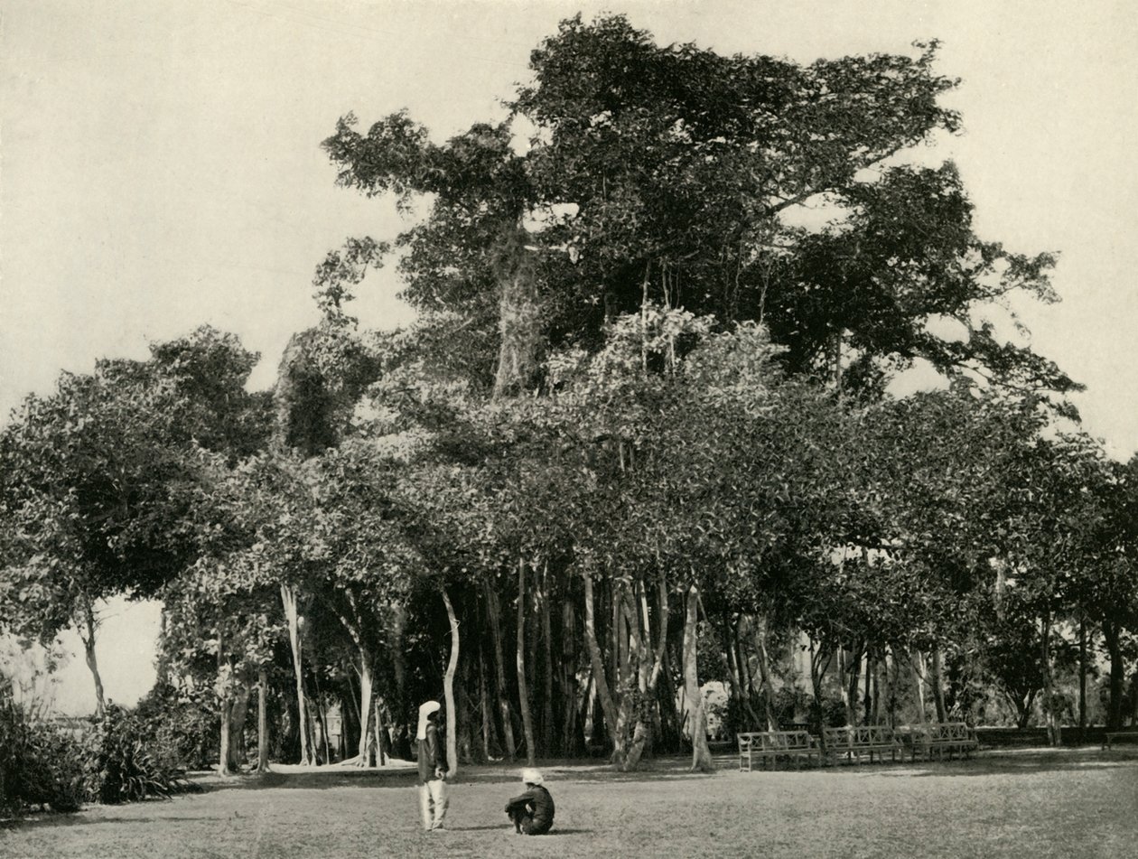 The Banyan Tree, Barrackpore by Unbekannt