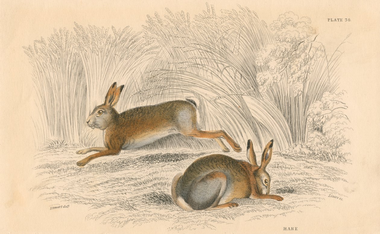 The Hare by Unbekannt