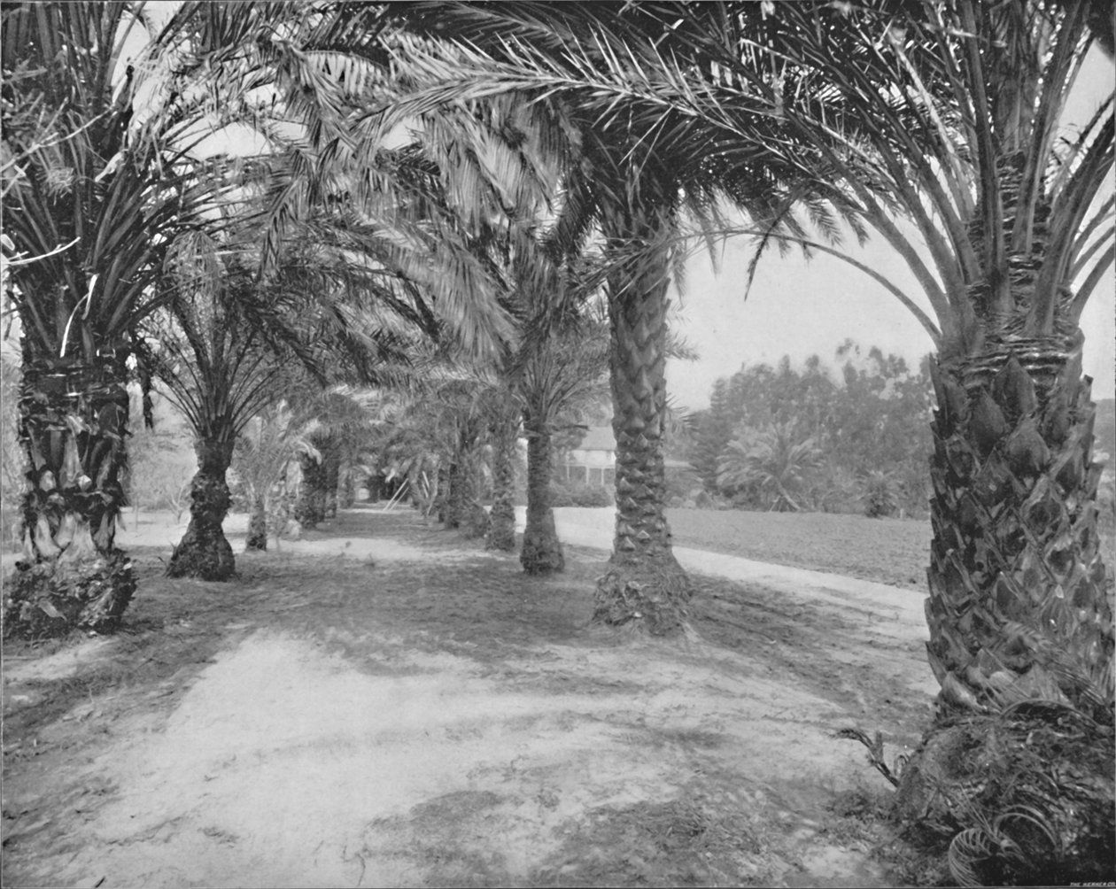 The Palms of Glenannie, Florida, 19th Century by Unbekannt
