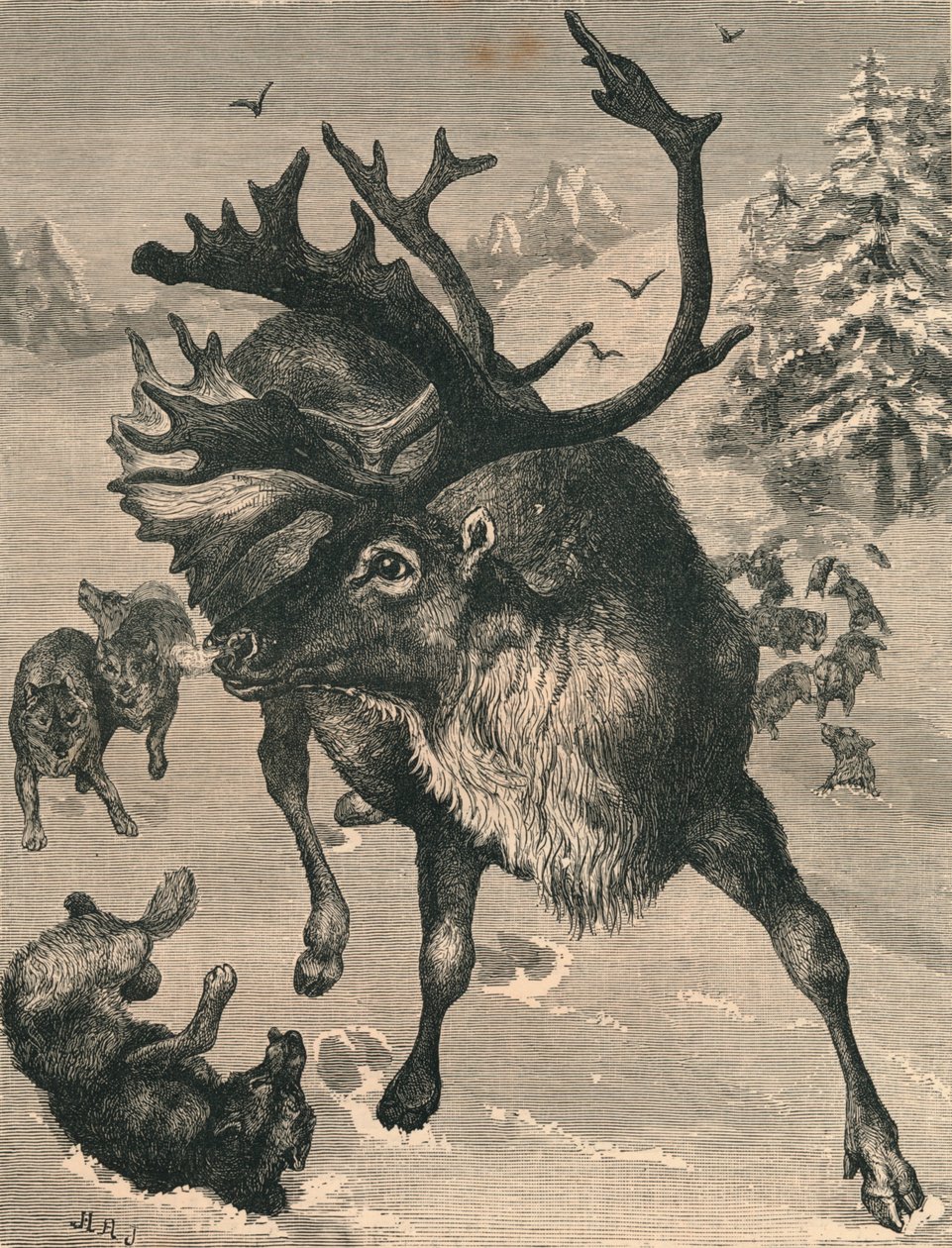 The Reindeer, 19th Century by Unbekannt