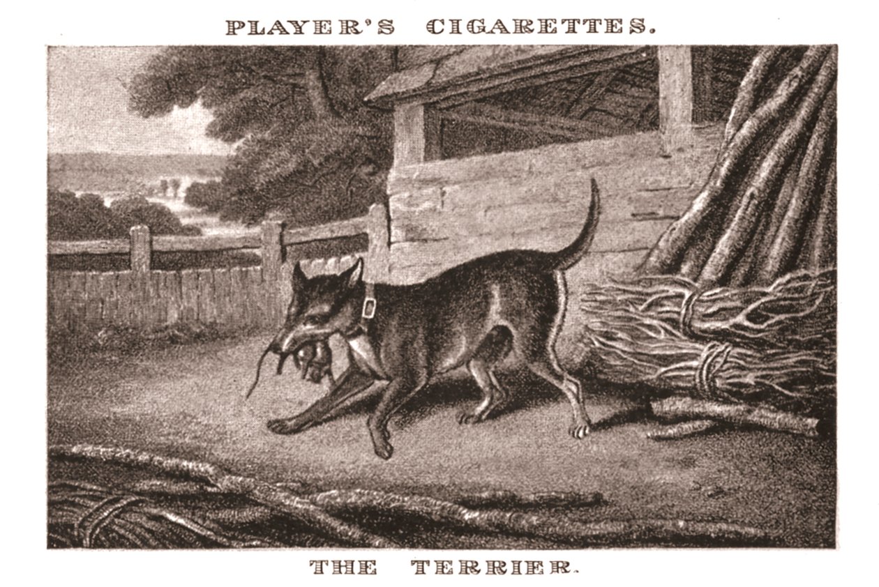 The Terrier by Unbekannt