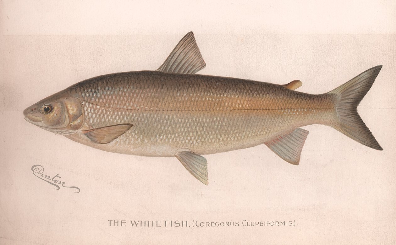 The White Fish Coregonus Clupeiformis by Unbekannt