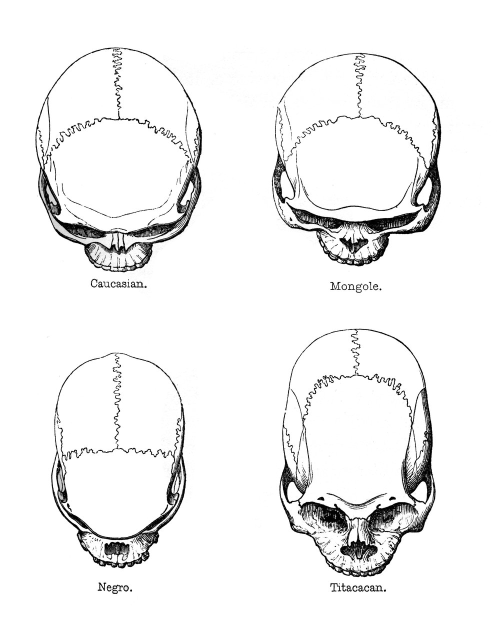 The Vertical Configuration of the Skull by Unbekannt
