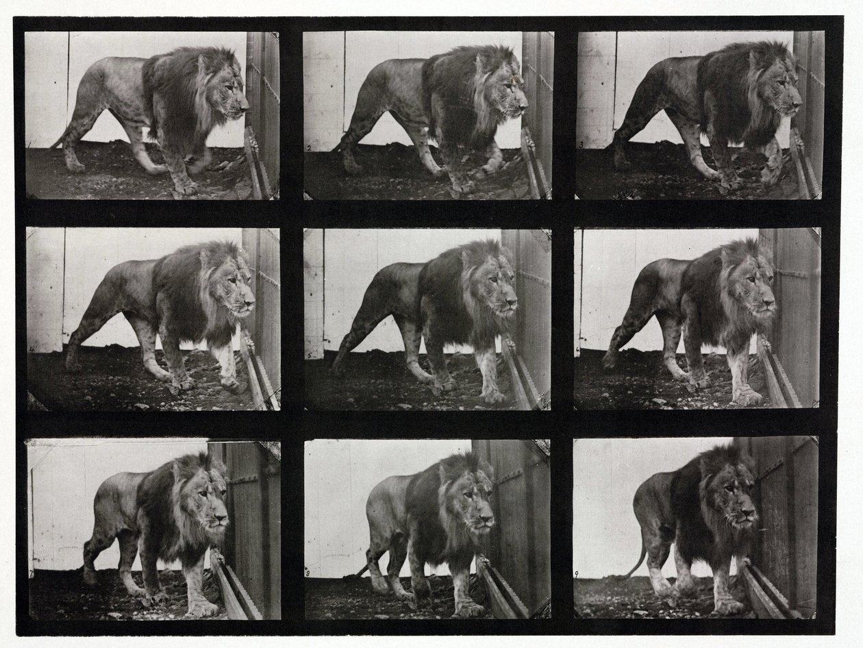 Time-Lapse Photographs of a Lion Pacing Its Cage by Unbekannt