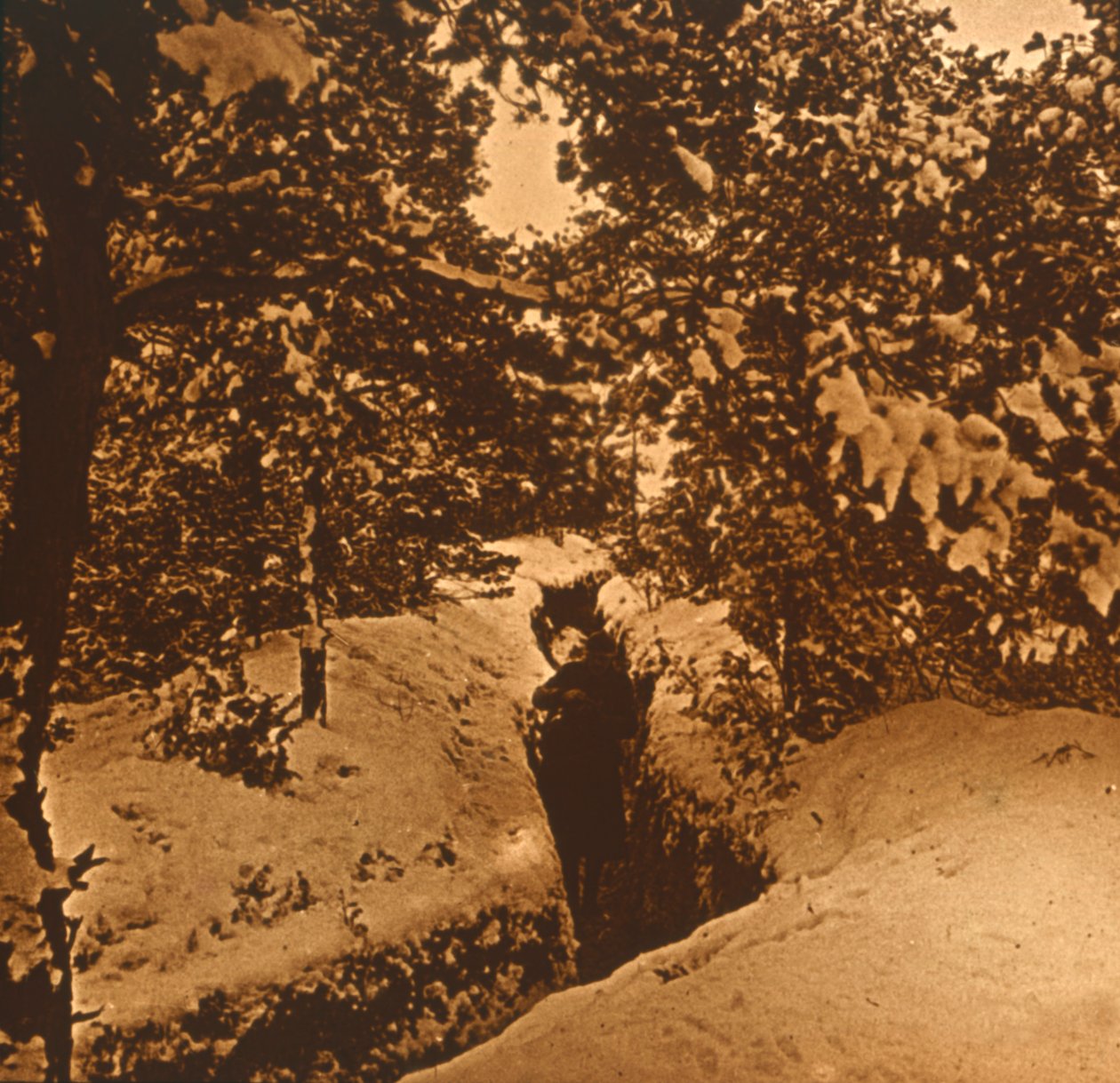 Trenches Under Fir Trees by Unbekannt