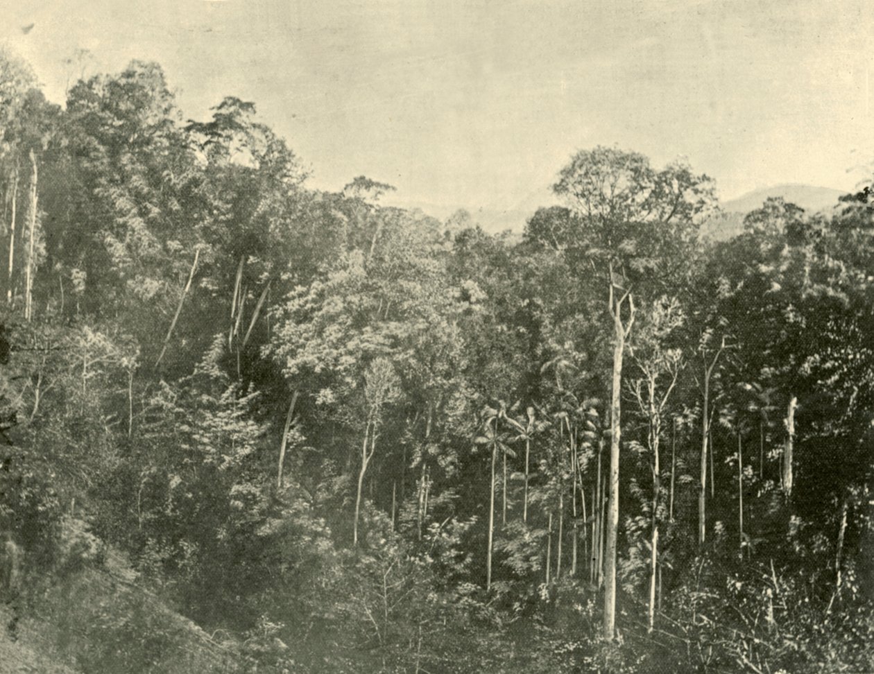Tropical Scrubs, Blackall Range, Queensland by Unbekannt