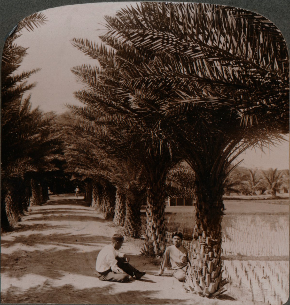 Tropical Beauty of an Avenue of Date Palms, Moanalua near Honolulu, H. Is. by Unbekannt