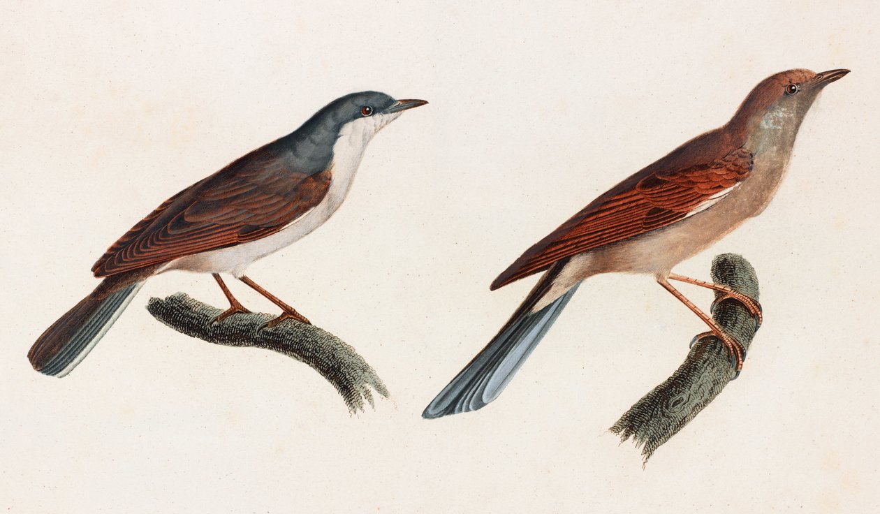 Two Colour Illustrations of Birds by Unbekannt