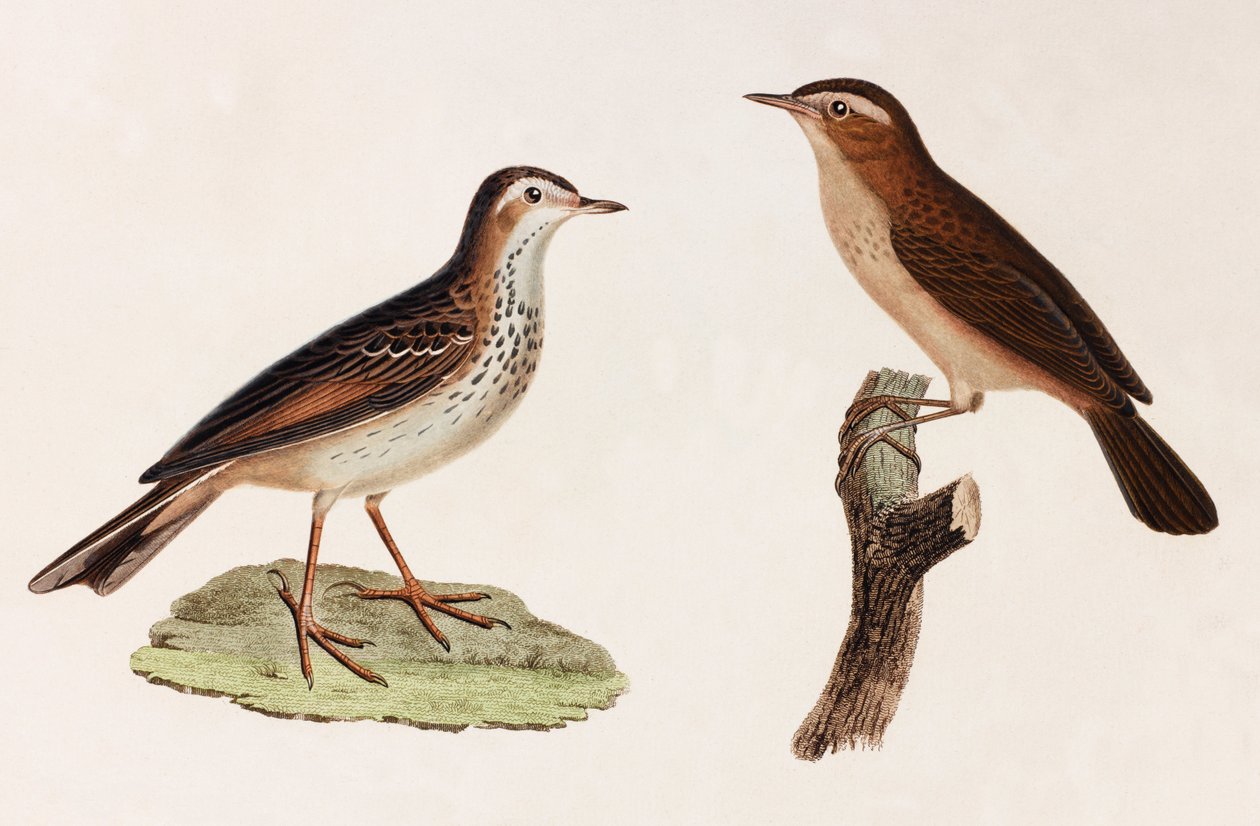Two Colour Illustrations of Birds by Unbekannt