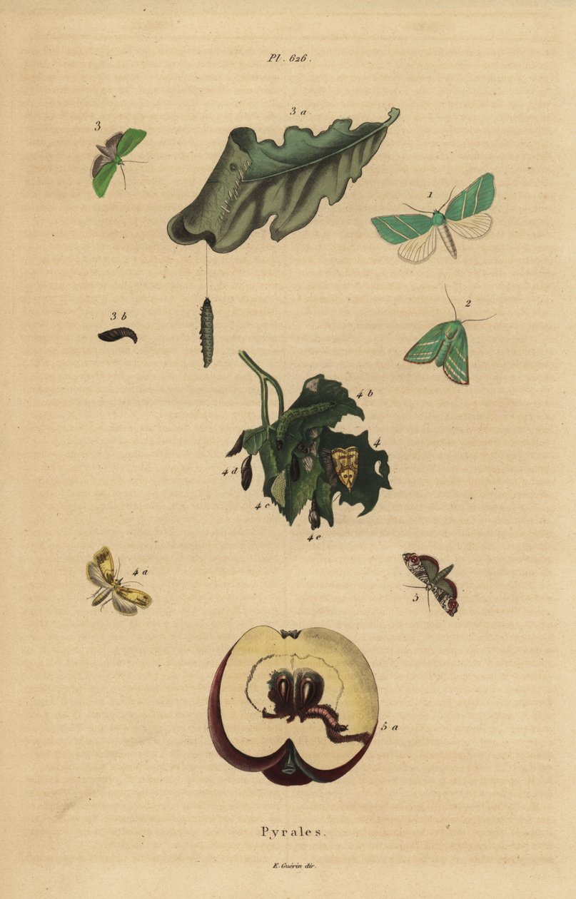 Varieties of pyralid moths, Pyralidae, causing damage to leaves and fruit by Unbekannt