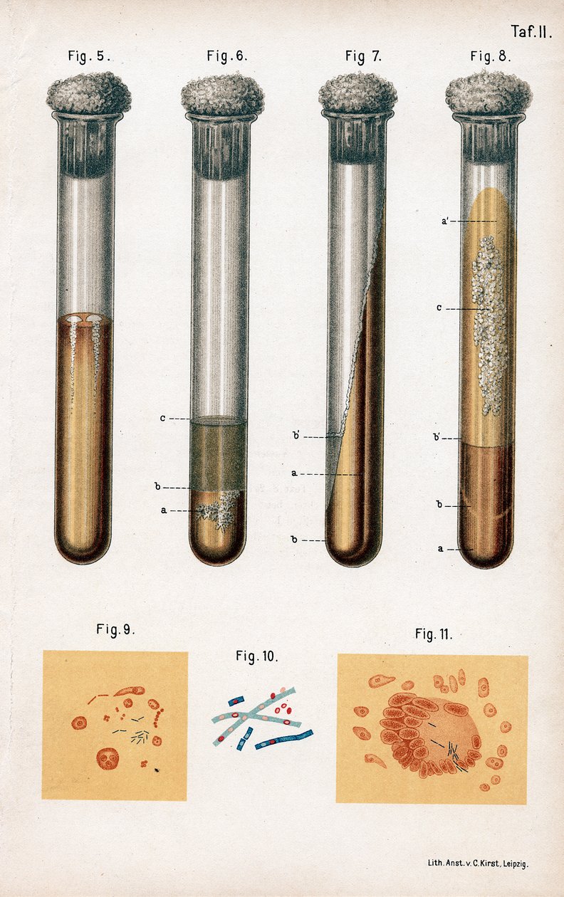 Various Types of Bacteria, 1889 by Unbekannt