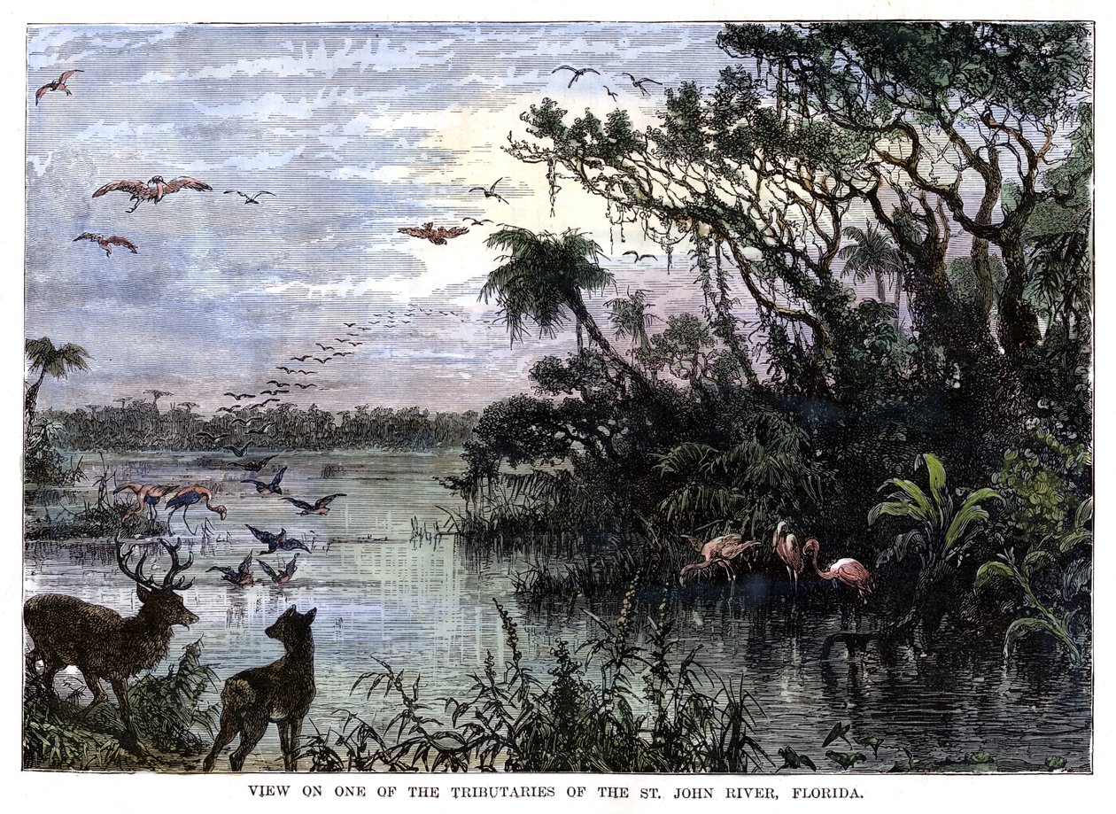 View on One of the Tributaries of the St John River, Florida, 19th century by Unbekannt