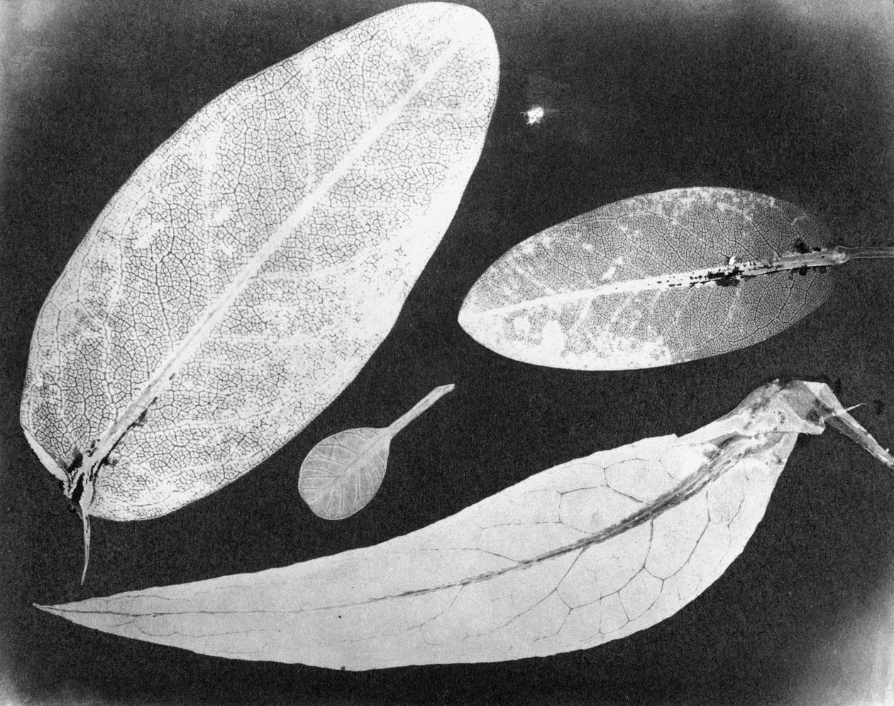 Water fixed photo Four leaves, summer 1839 by Unbekannt