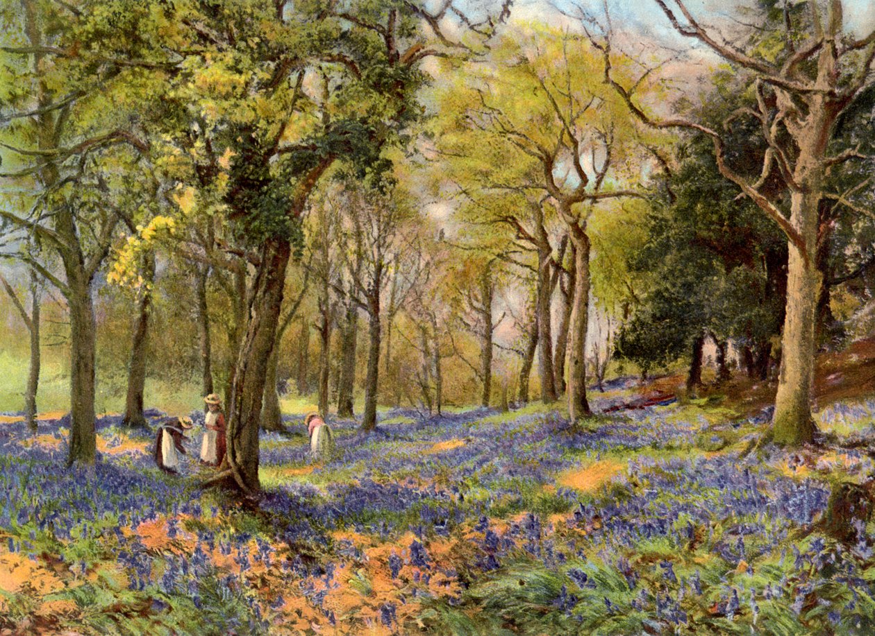 Wild Hyacinths in a Surrey Copse by Unbekannt