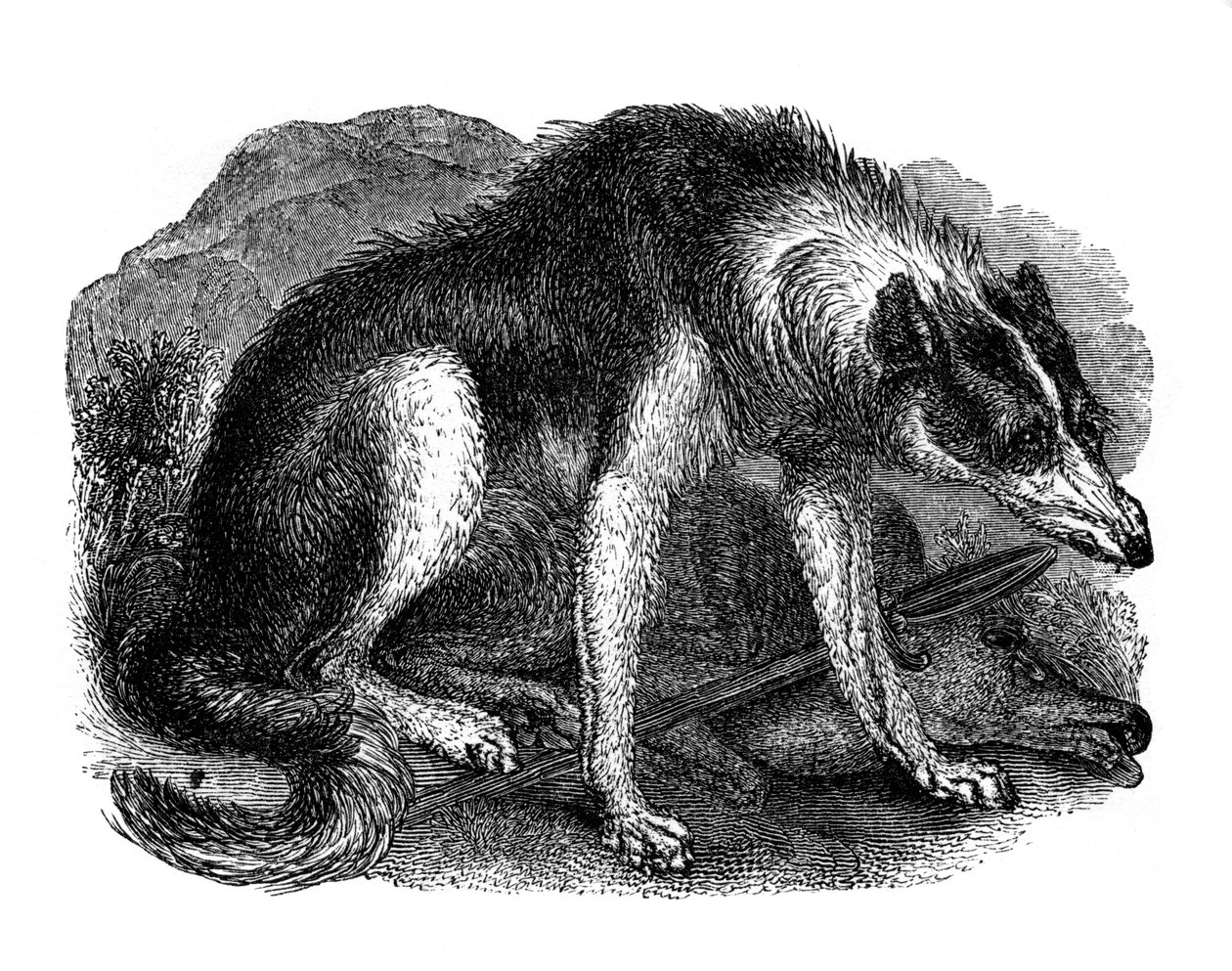 Wolf Dog, 1848 by Unbekannt