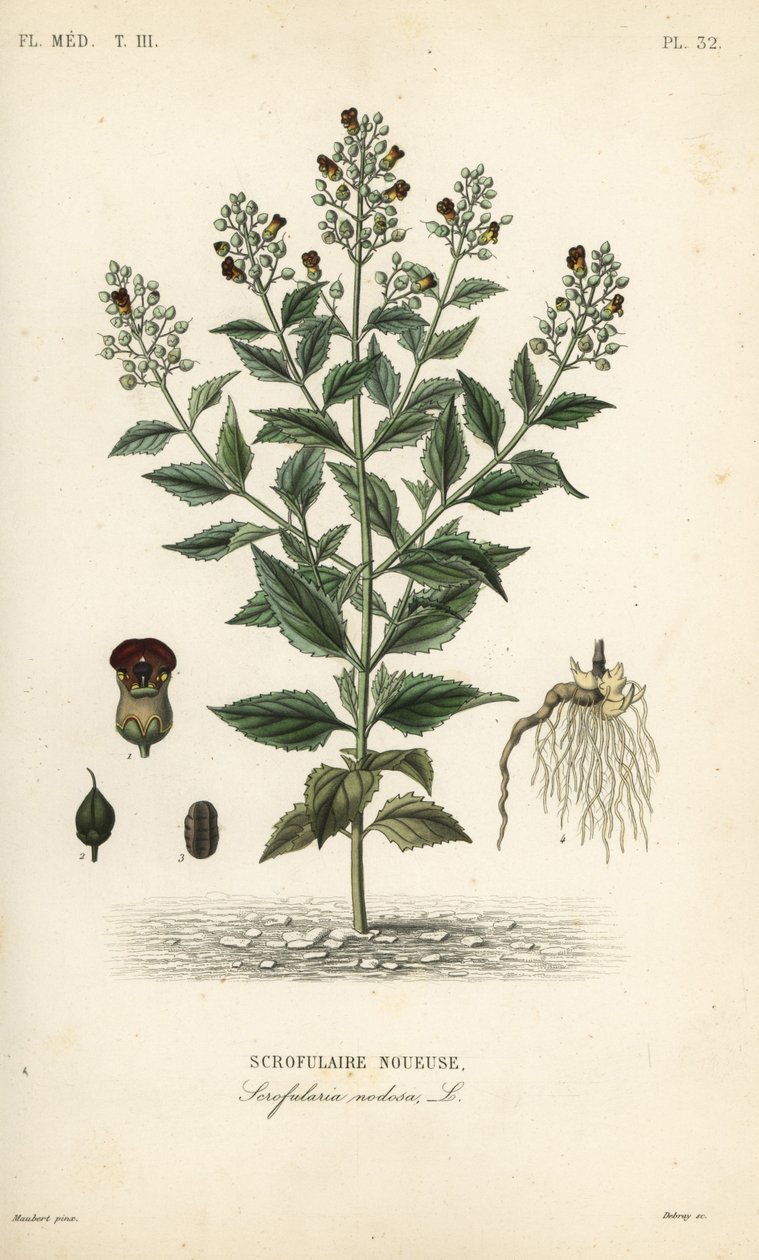 Woodland figwort by Unbekannt