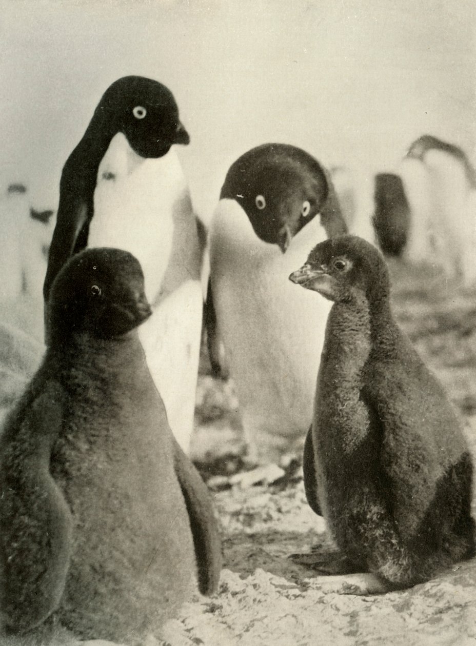 Young Adelie and Parents, c1908, 1909 by Unbekannt