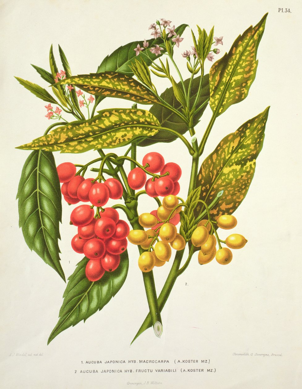 Aucuba japonica hybrid macrocarpa and Fructu variabili, by A. Koster (19th century) (print) by Unbekannt Unbekannt