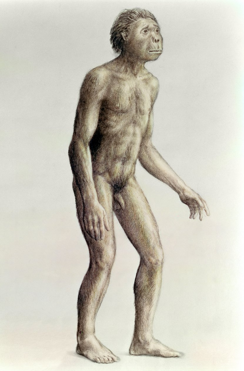 Homo Habilis by Unbekannt Unbekannt