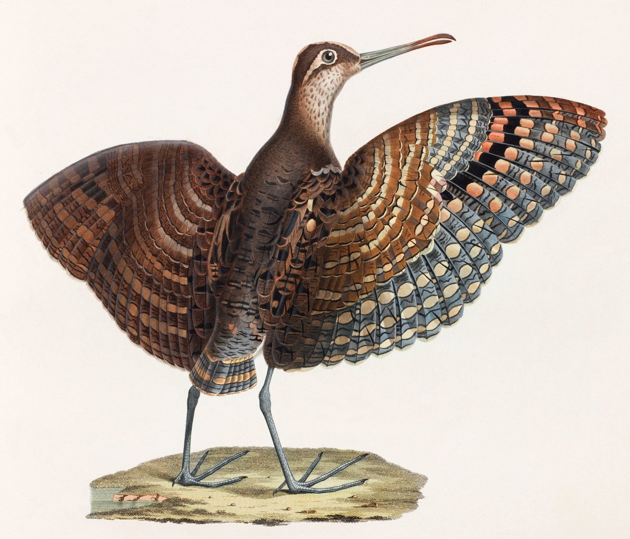 A Colour Illustration of a Bird by Unbekannt