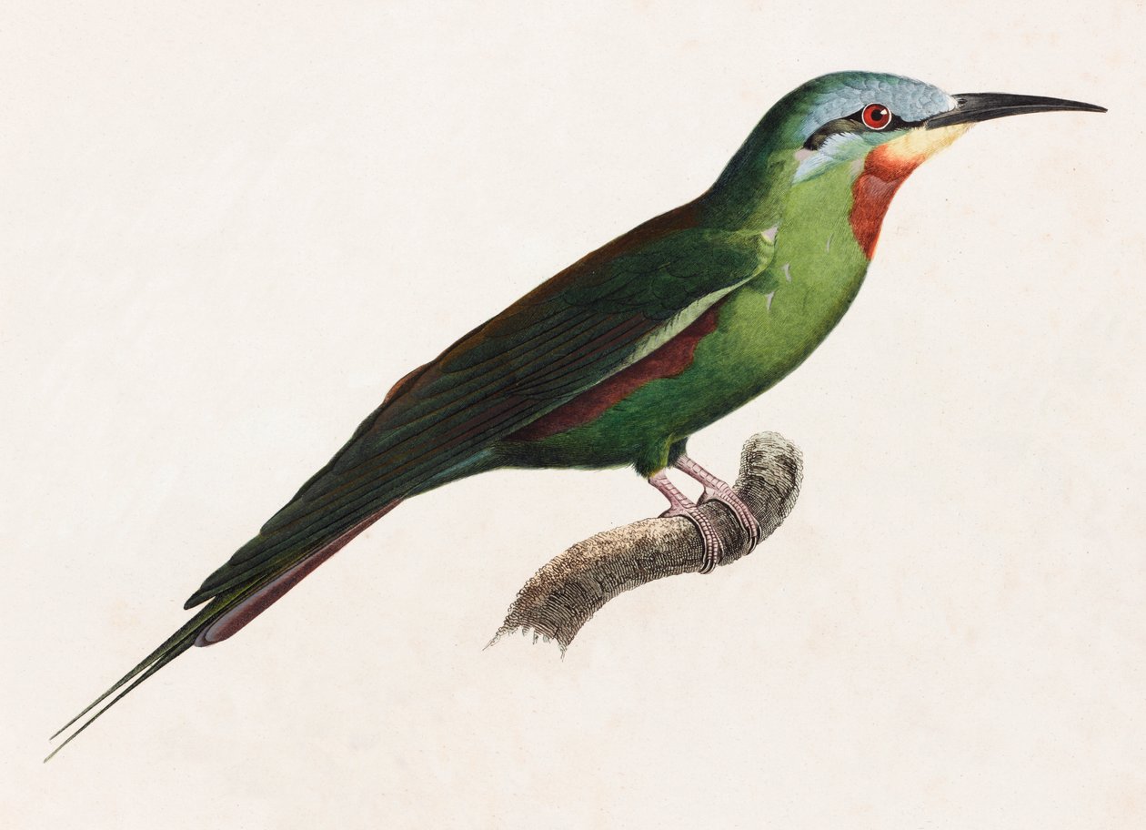 A Colour Illustration of a Green Bird by Unbekannt