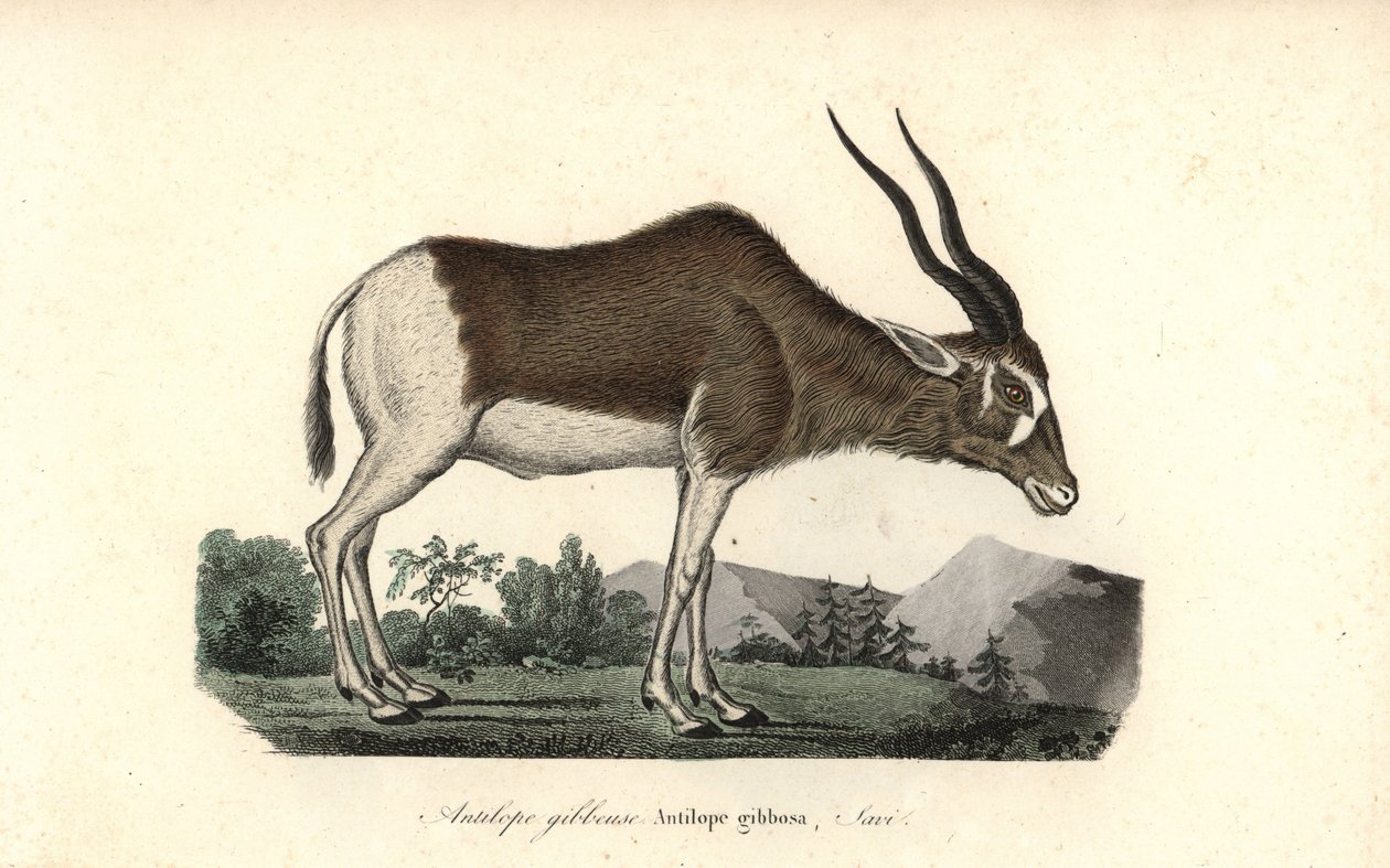 Addax or screwhorn antelope, Addax nasomaculatus. Critically endangered by Unbekannter Künstler