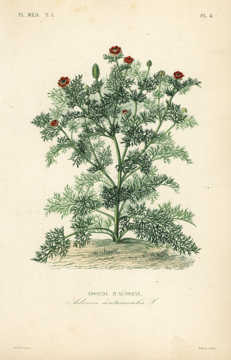 Adonis flower or pheasant
