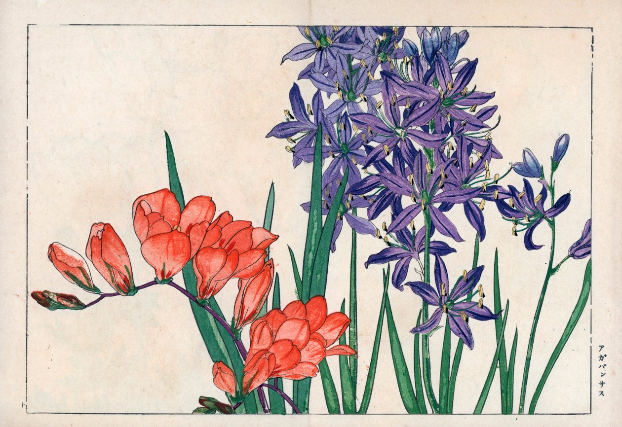 Agapanth or lily of the Nile (blue) and freesia. African lily, Agapanthus africanus, and freesia, Freesia refracta. Handcoloured woodblock print from Konan Tanigami