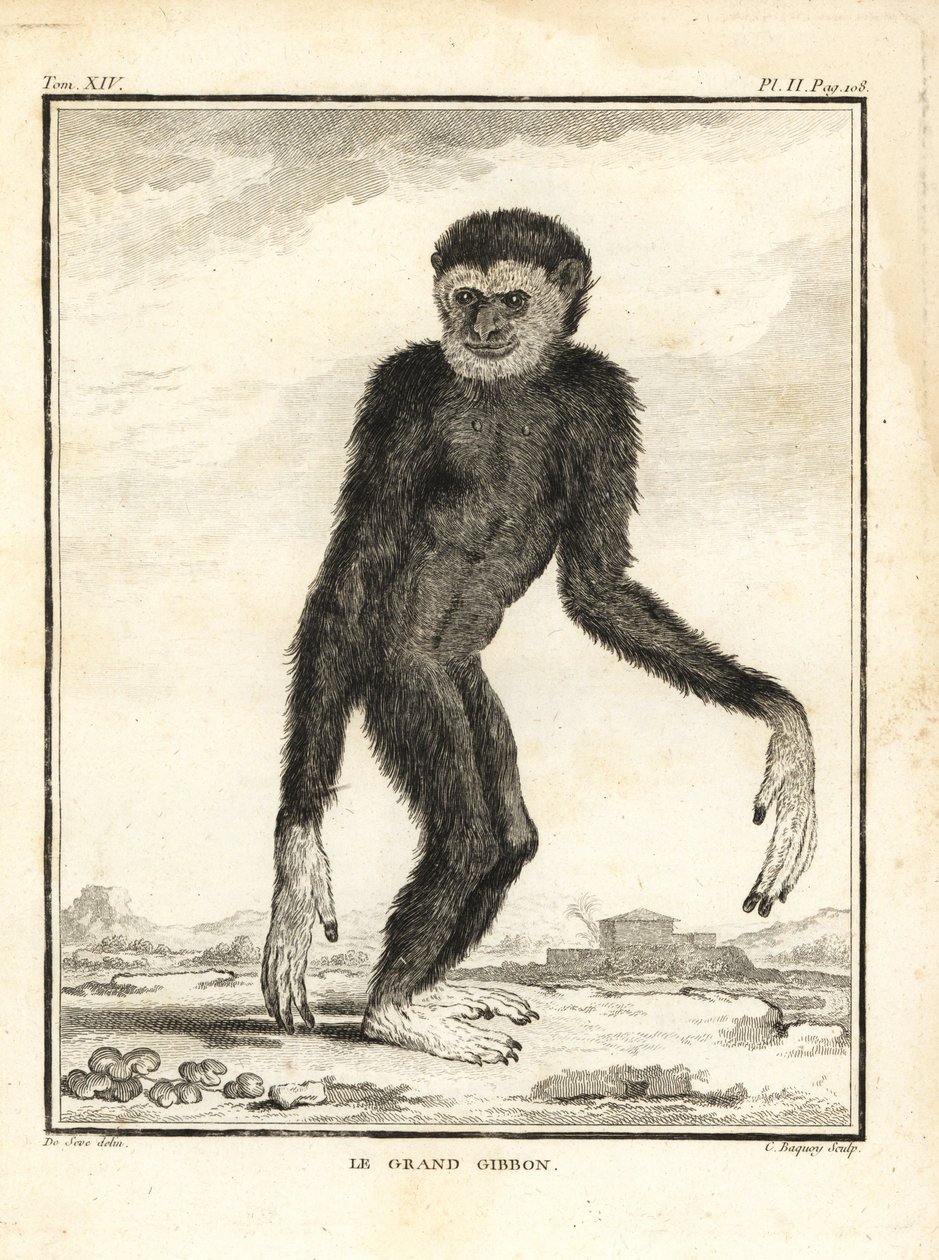Agile gibbon, Hylobates agilis. Endangered by Unbekannter Künstler