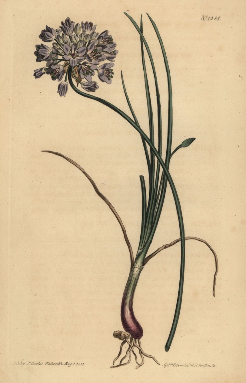 Allium stellerianum (Jonquil-leaved garlic) by Unbekannt