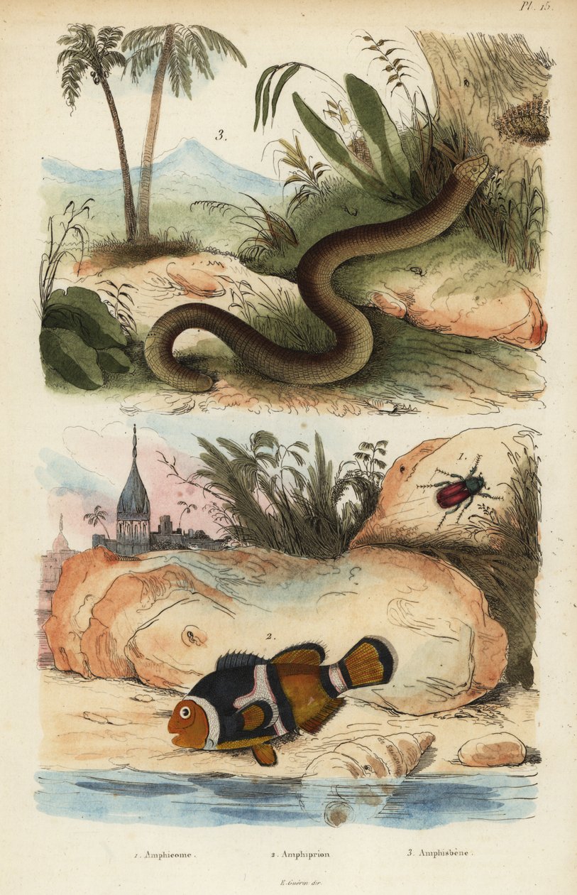 Amphicoma scullelata, saddleback clownfish, Amphiprion polymnus and white worm lizard, Amphisbaena alba by Unbekannt