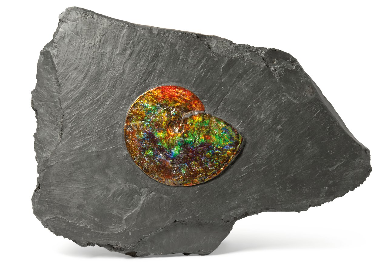 An Iridescent Ammonite, from Canada by Unbekannt