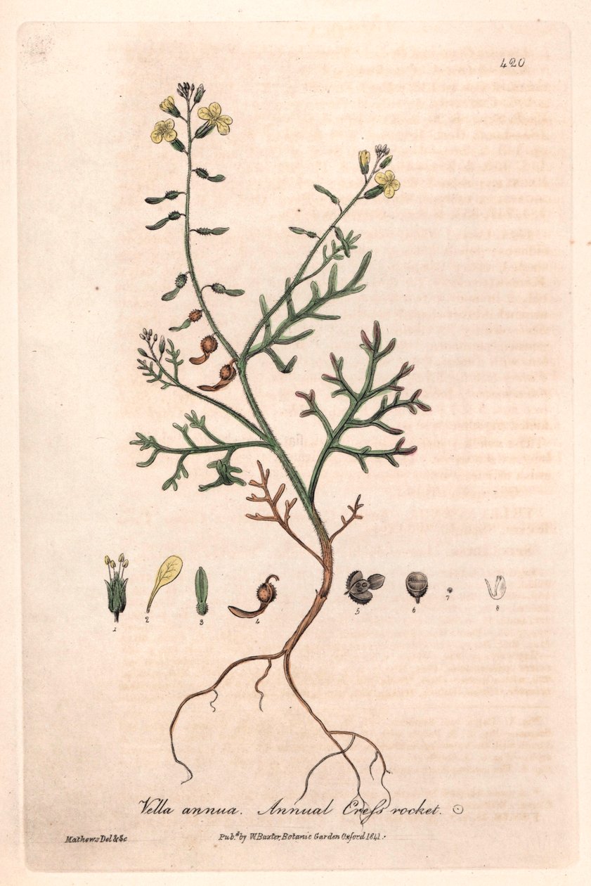 Annual Vella (Vella annua) by Unbekannter Künstler