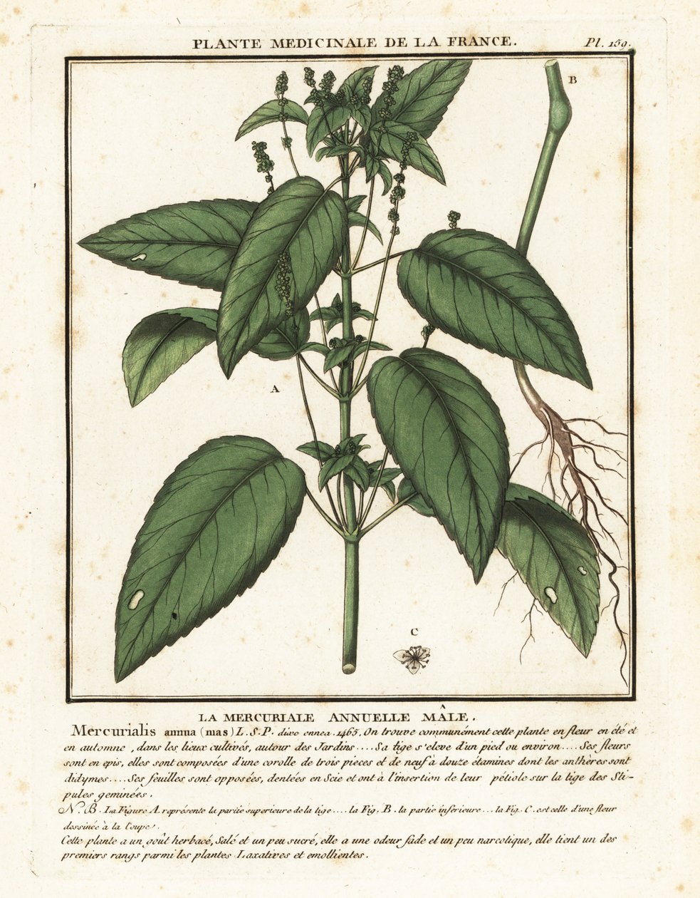 Annual mercury, Mercurialis annua.  by Unbekannter Künstler