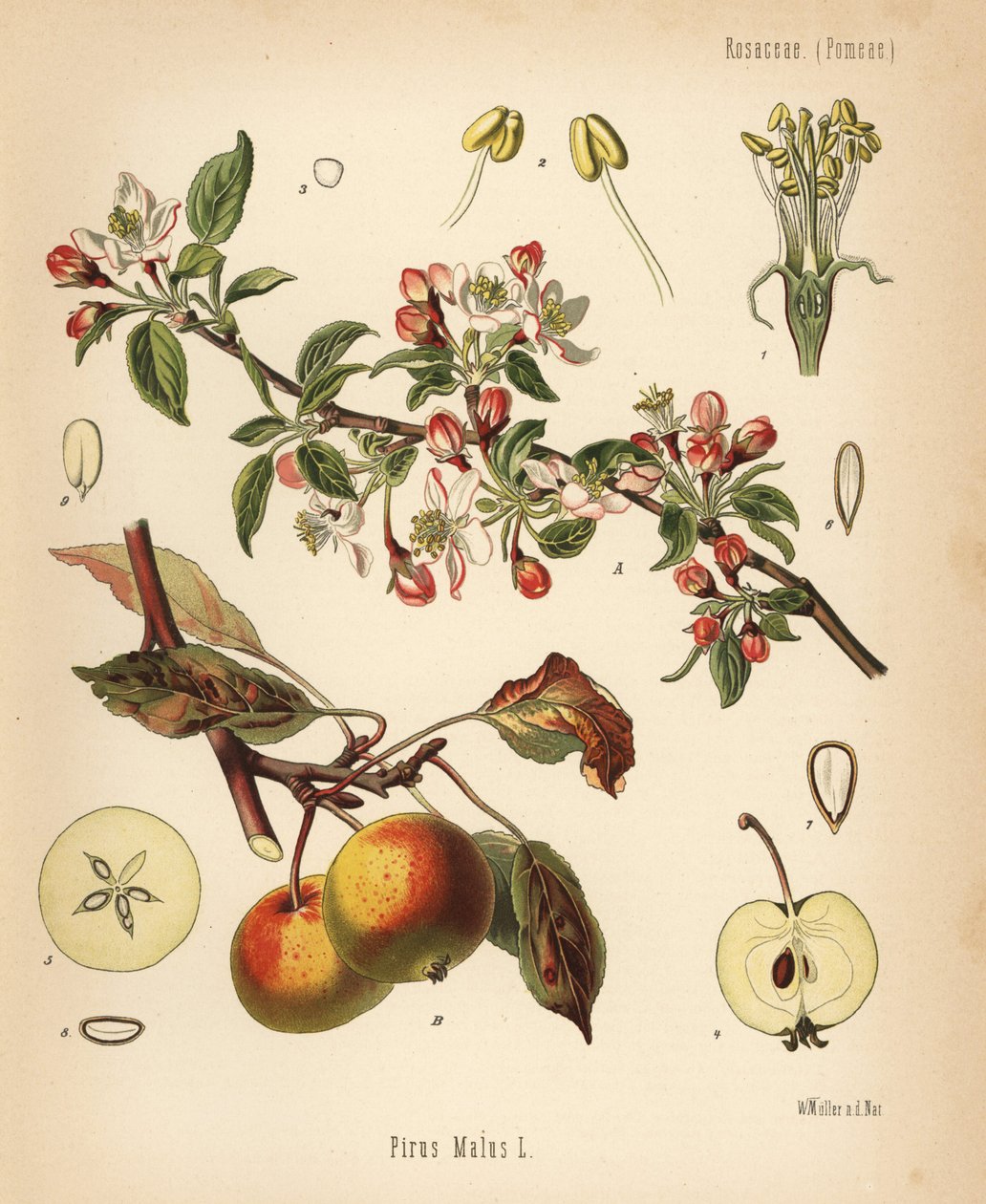 Apple Tree, Malus Domestica by Unbekannter Künstler