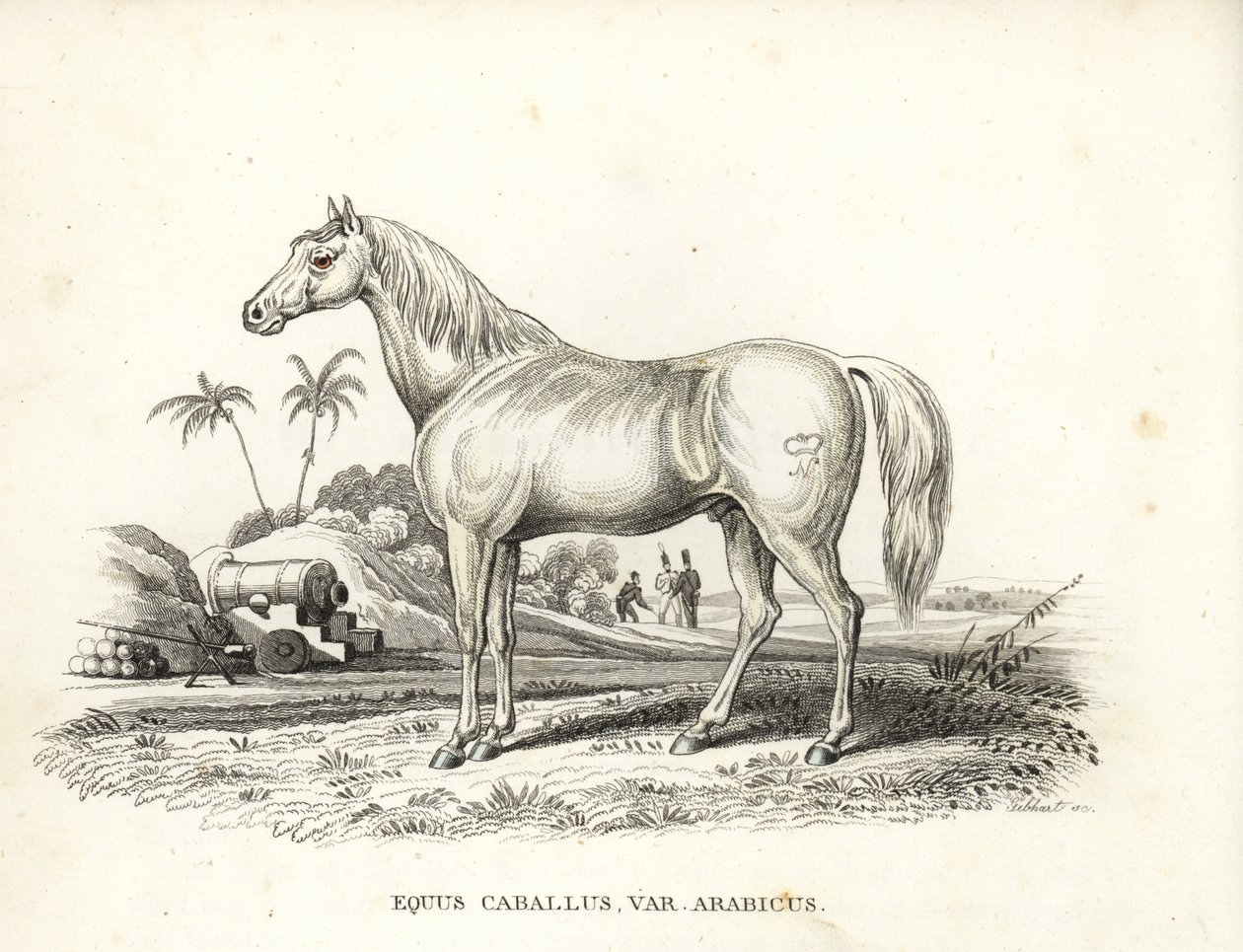 Arabian or Arab horse, Equus caballus var. arabicus by Unbekannter Künstler