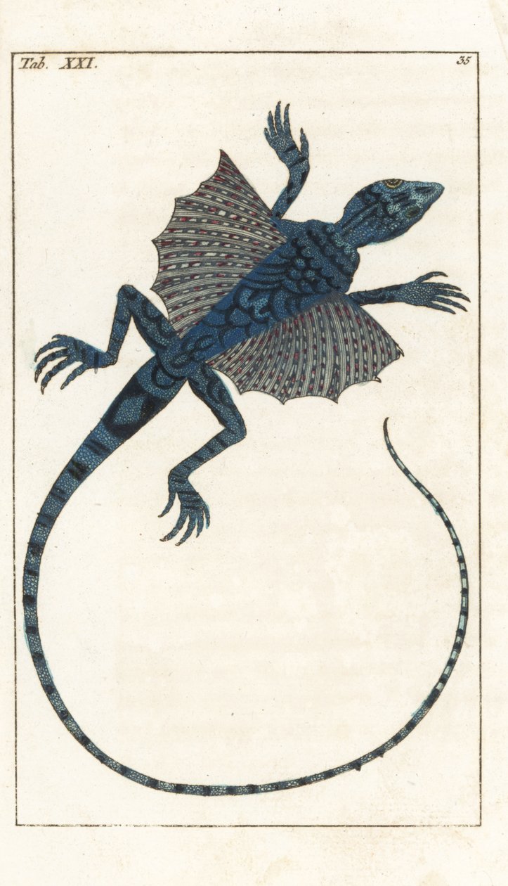Asian Flying Lizard by Unbekannter Künstler