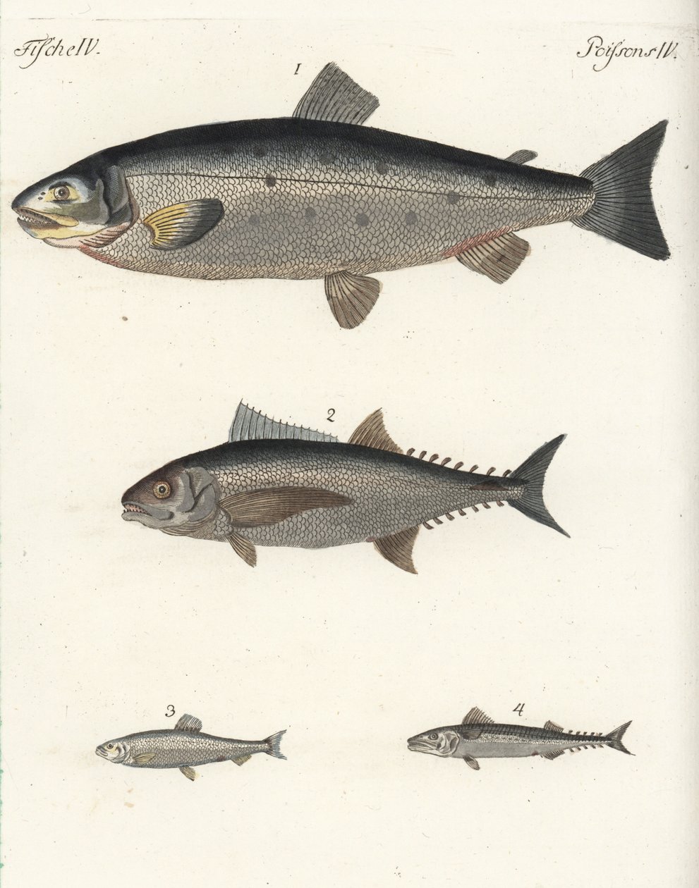 Atlantic salmon, tuna, Atlantic herring, and Atlantic mackerel. Handcoloured copperplate engraving from Friedrich Johann Bertuch
