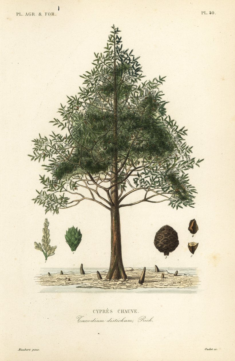 Bald cypress or swamp cypress tree by Unbekannt