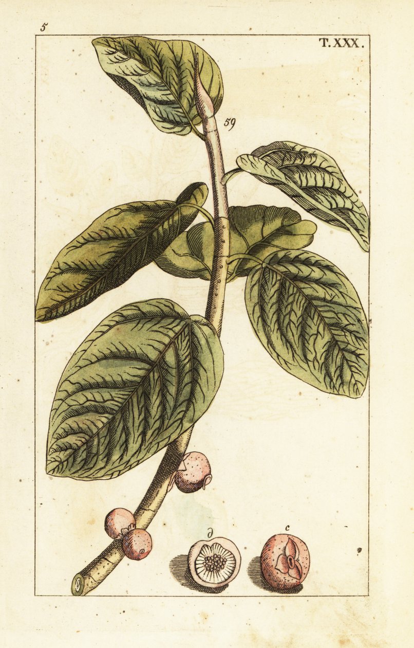 Banyan fig branch with fruit, Ficus benghalensis by Unbekannter Künstler