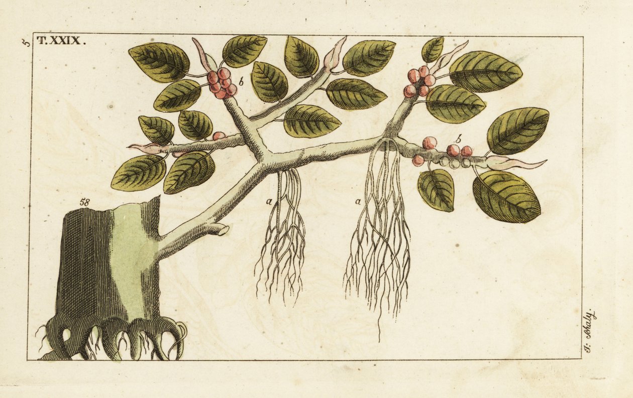 Banyan fig tree with aerial roots, Ficus benghalensis by Unbekannter Künstler