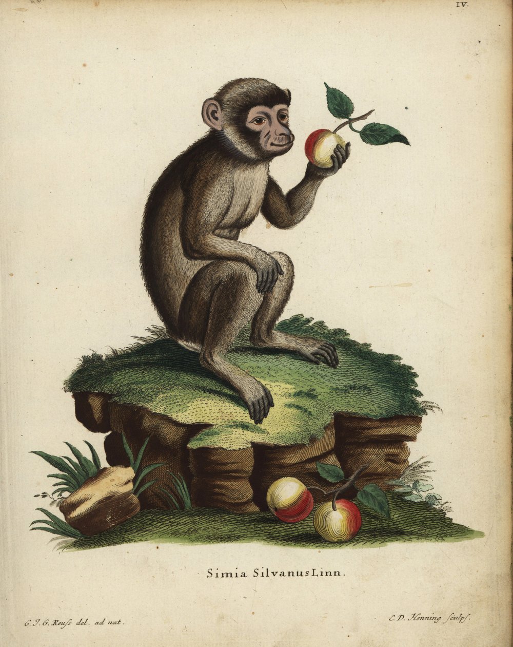 Barbary ape or macaque by Unbekannter Künstler