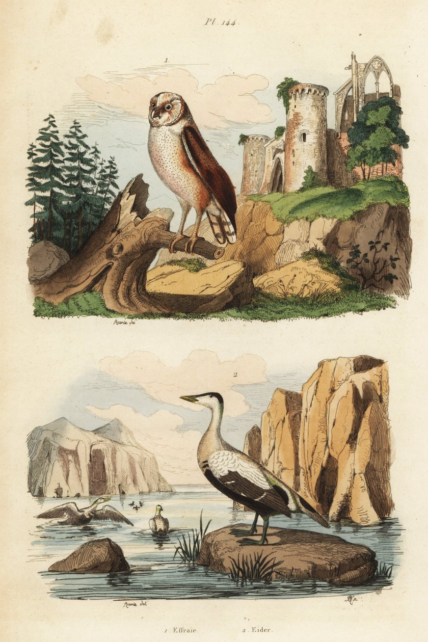 Barn owl, Tyto alba, and eider duck, Somateria mollissima by Unbekannt