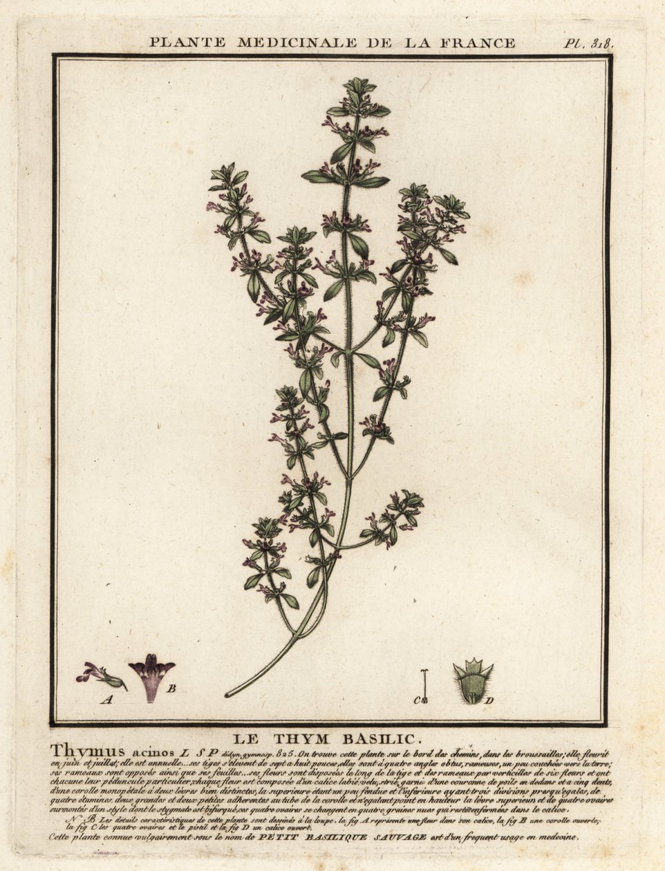 Basil Thyme, Clinopodium Acinos by Unbekannter Künstler