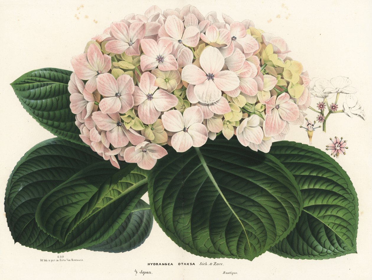Bigleaf hydrangea, Hydrangea macrophylla. Handcoloured lithograph from Louis van Houtte and Charles Lemaire