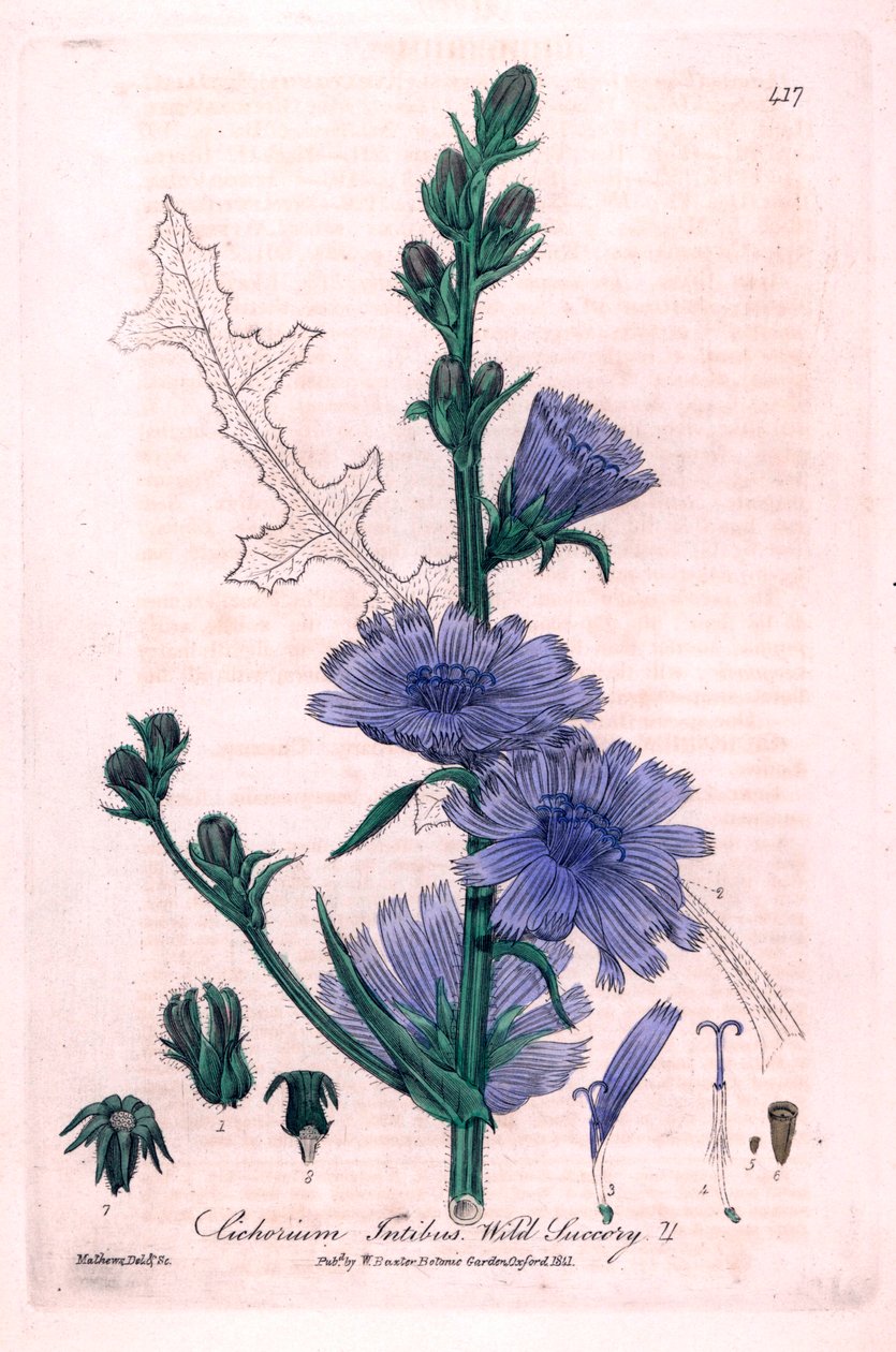 Bitter Chicoree (Cichorium intybus) Botanical Plate from “British Phaenogamous Botany” by William Baxter and Charles Mathews 1841 by Unbekannter Künstler
