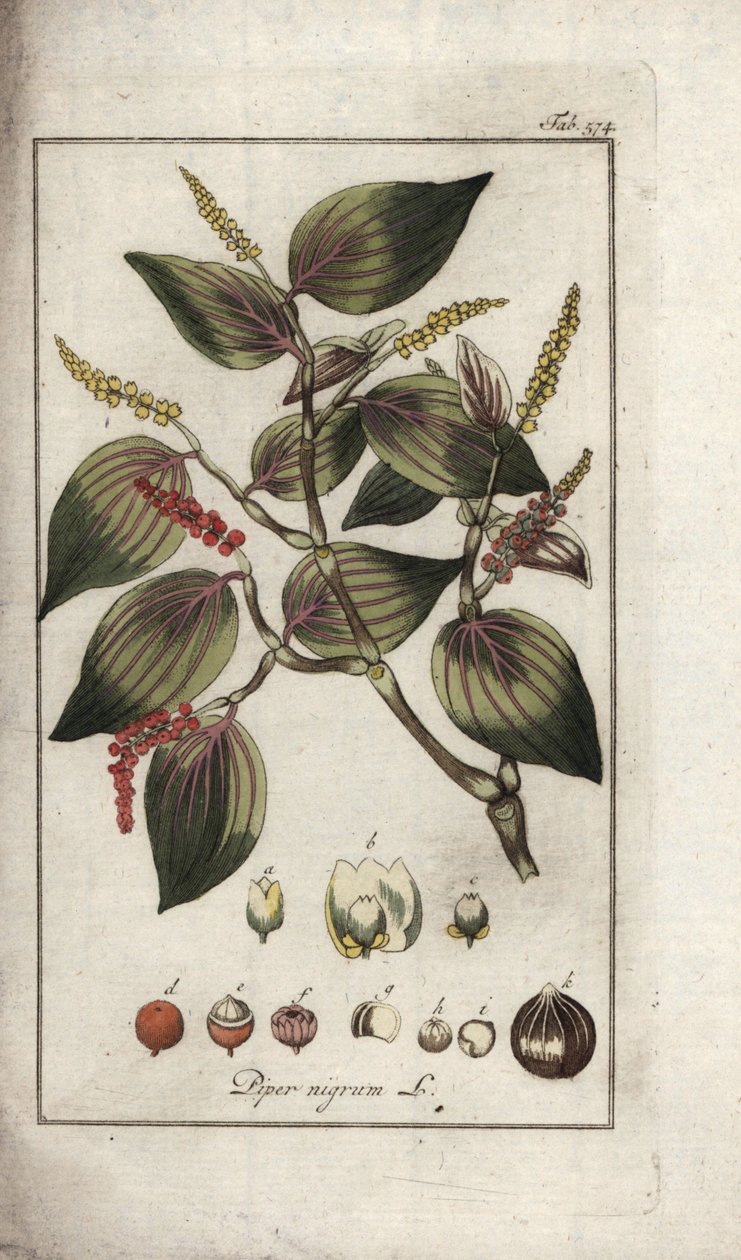Black Pepper Dish, Piper nigrum by Unbekannter Künstler